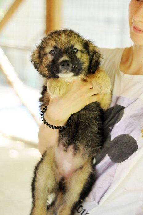 Щенятко Асті шукає дім