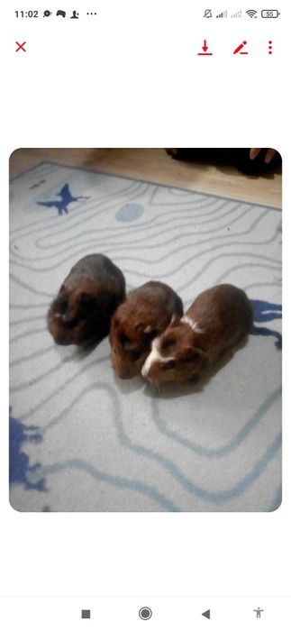 Sprzedam świnki młode