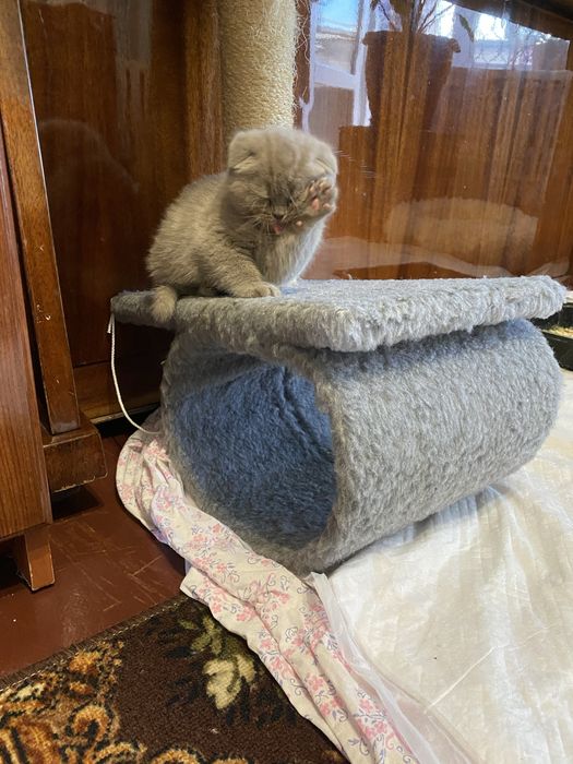 Продам шотландських кошенят