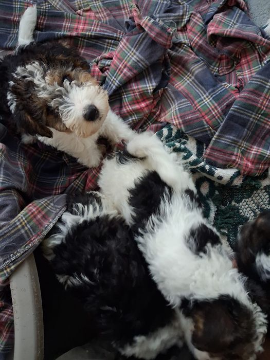 Fox  terrier tricolor