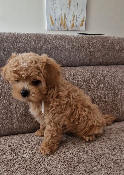 Maltipoo Lala Luna F1