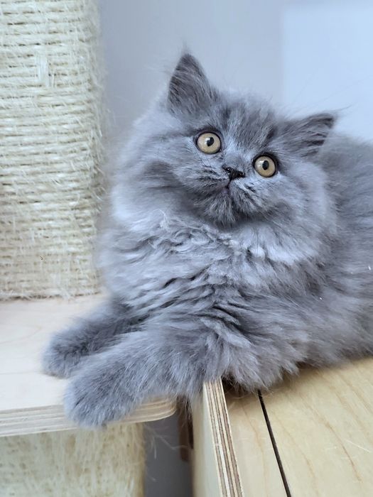 Koteczka szkocka prostoucha z rodowodem WCF