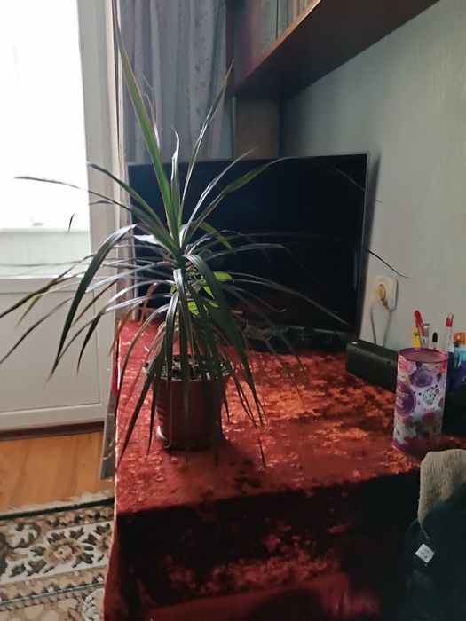 Домашні рослини глоксинія бегонія драцена сансивієрія грошове дерево