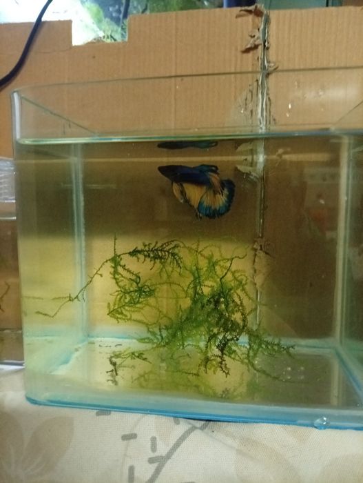 Betta Hallfmon Macho