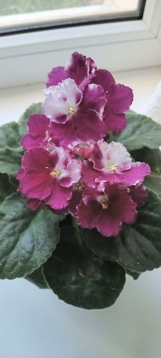 Продам цветущую фиалку