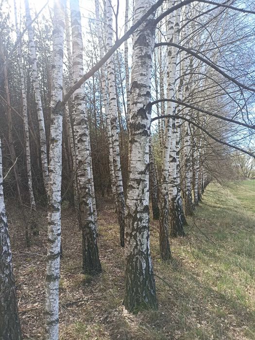 Sprzedam Młody Las 3,10 ha w krasowo - Częstki