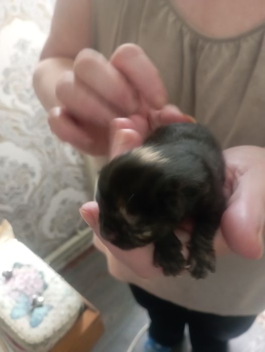 Котята маленькие