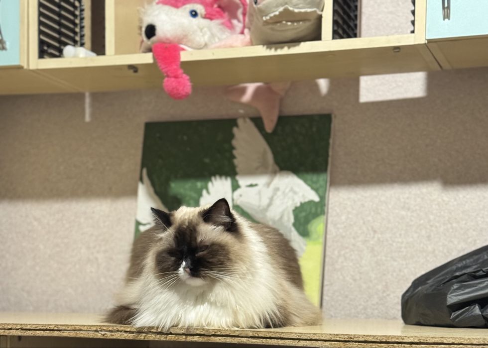 Передержка собак, котов, грызунов  | Домашний зоотель | Частный дом