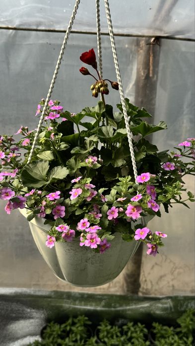 Пеларгонія, герань