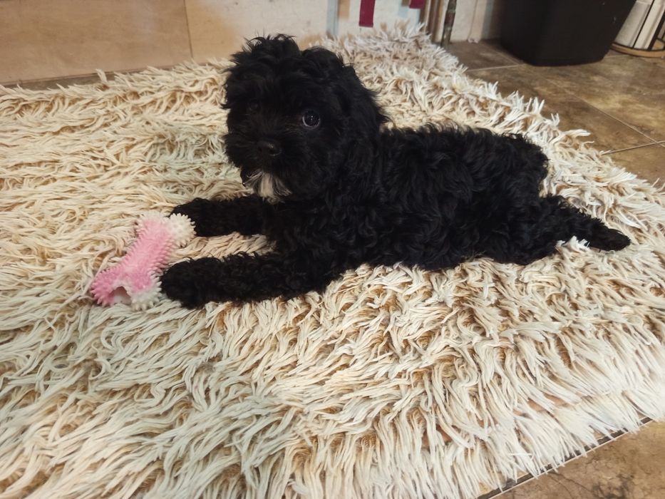 Szczeniak Cavapoo