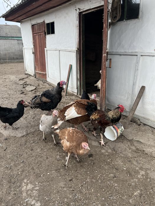 Кури лівенська ситцева