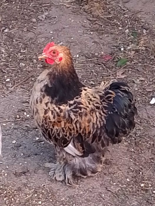 Kogutki kochina miniaturka