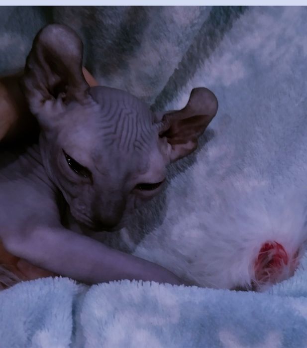 Черный эльф.Канадский сфинкс