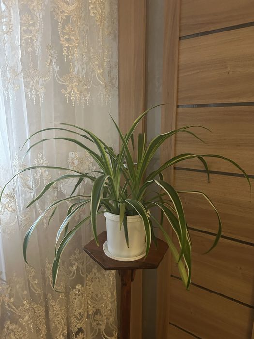 Продам вазон хлорофітум!       .