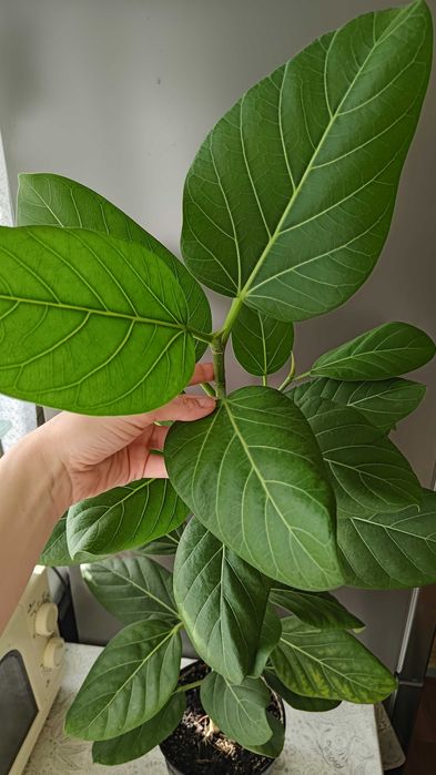 Фикус Бенгальский Одри Фікус Бенгальський 100 см