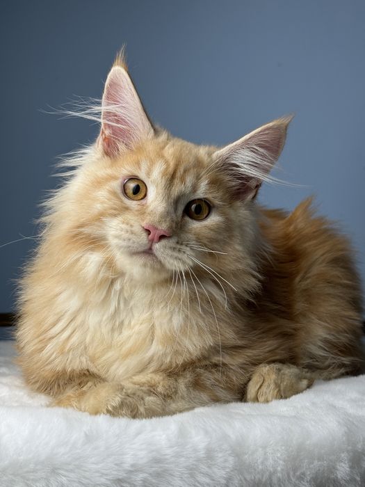 Яркий рыжий мальчик мейн кун 4 месяца крупная линия