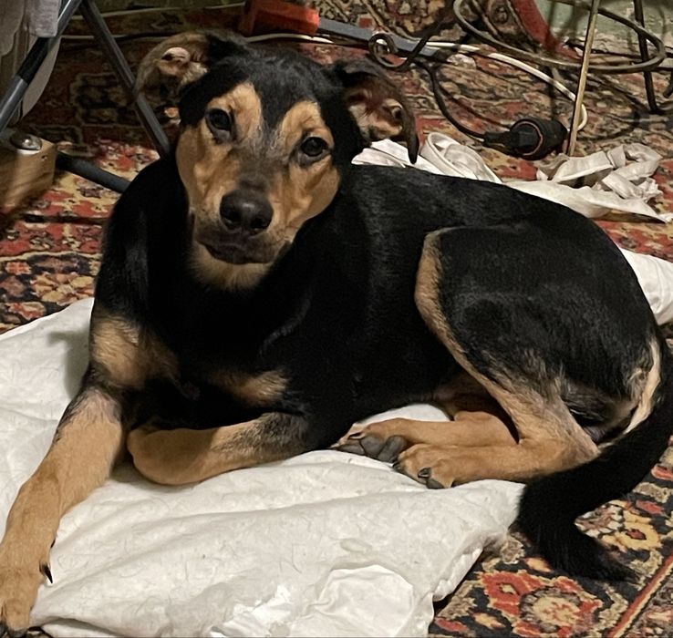 Допоможіть прилаштувати