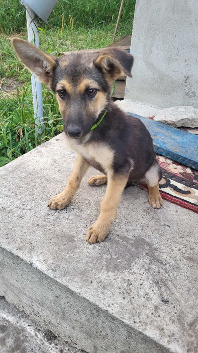 віддам двох собачок в добрі руки