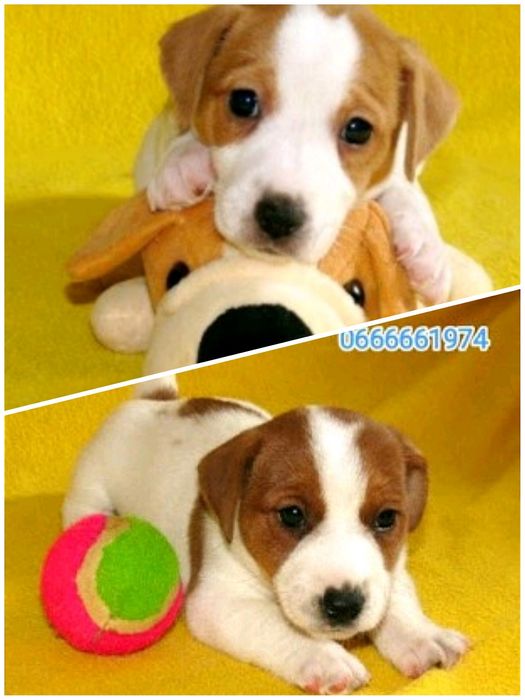 Джек Рассел тер'єр з документами клубу КСУ