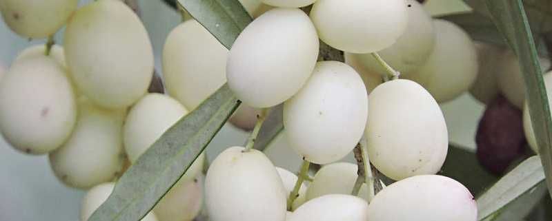 AZEITONA BRANCA - Venda de oliveiras Apenas envios