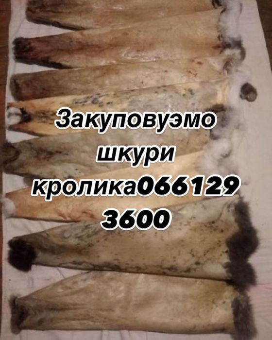 Шкури кролика шкури
