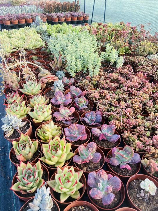 Lote de cerca de 5.000 cactos suculentas – ideal para revenda