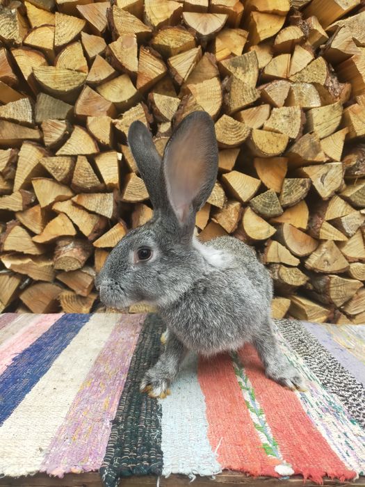 Кролі на плем'я Шиншила. Кролики, молодняк,кітні самки, робочі самці