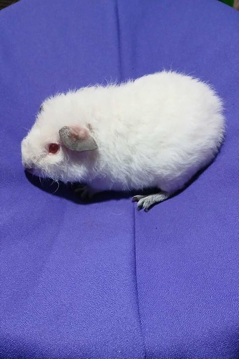 Морська свинка, Тедді.