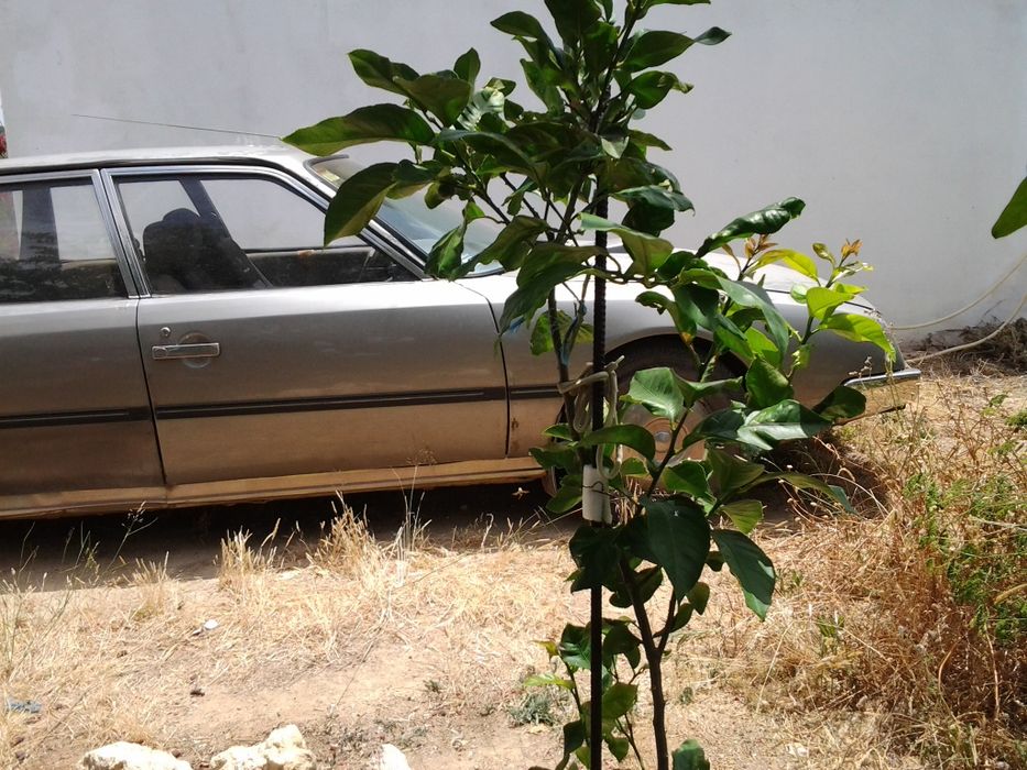 Citroën CX – Clássico para restauro