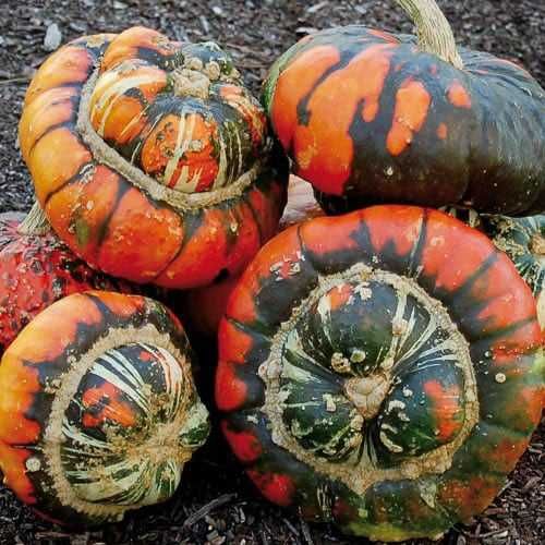 5 Sementes de Abóbora Turbante Turca - Cucurbita maxima