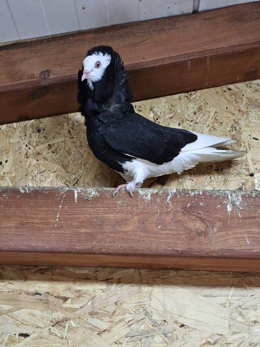 Gołąb Rasy Kapucyn