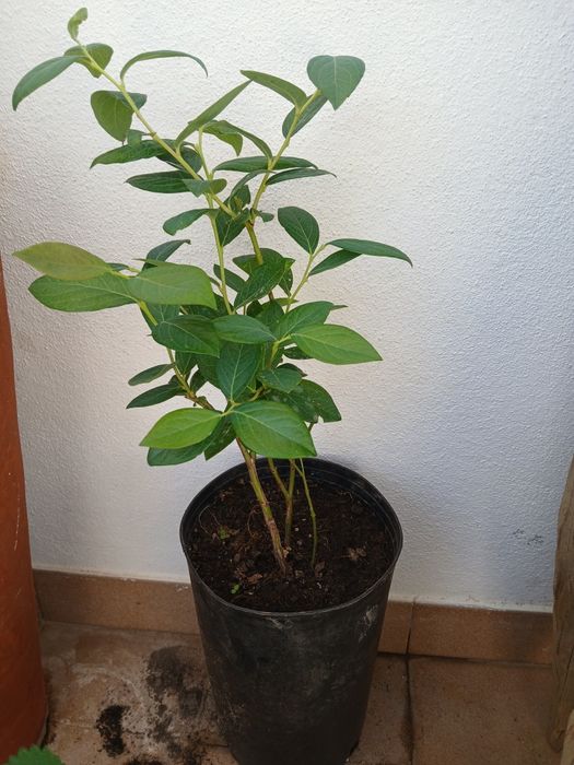 Planta de Mirtilho