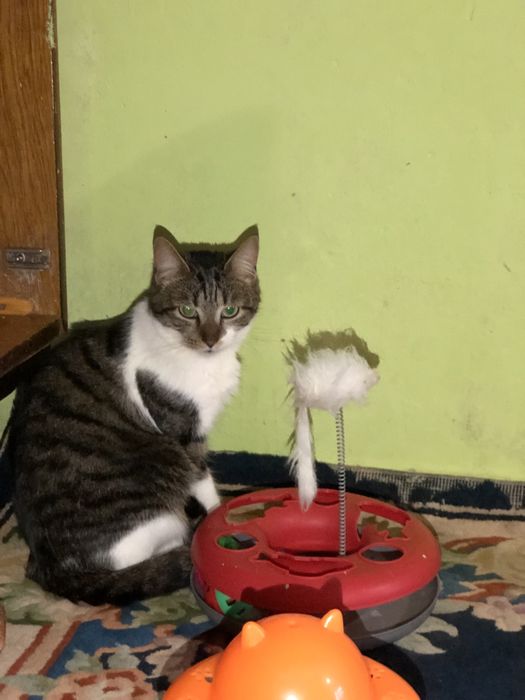 Кошечка 1 год бесплатно ,еще неделя передержки и опасная улица