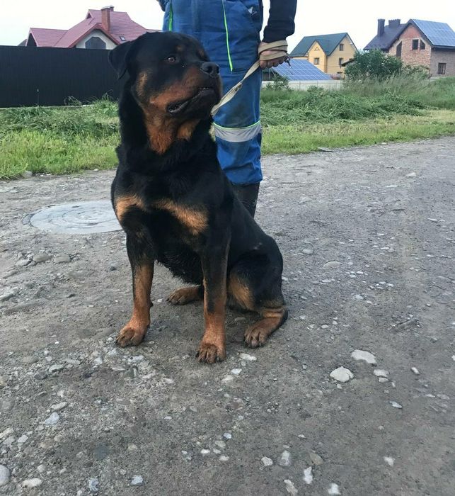 В'язка Ротвейлер