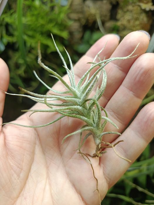 Атмосферна тілландсія