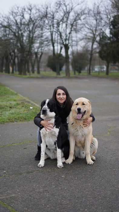 Дрессировка собак. Хендлинг