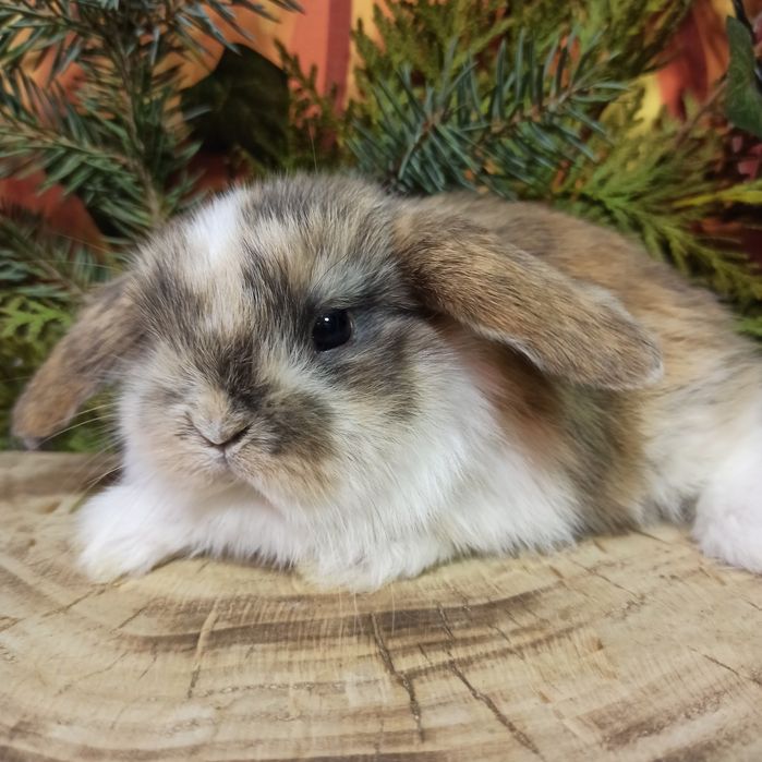 Питомник карликовых кроликов BAMBY предлагает
