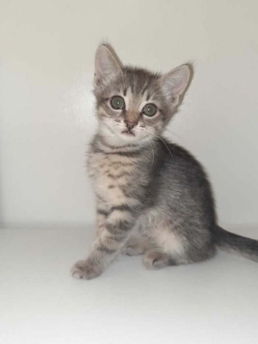 Кошенята британські