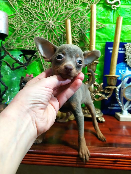 Эксклюзив! Лиловая микро девочка для ценителей! Док.КСУ,чип,привита!