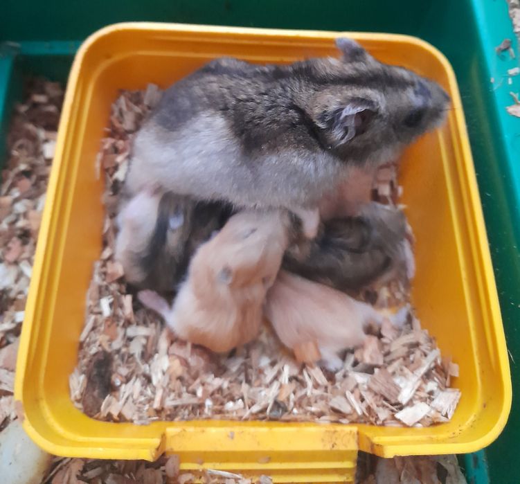 Хом'ячки джунгарики