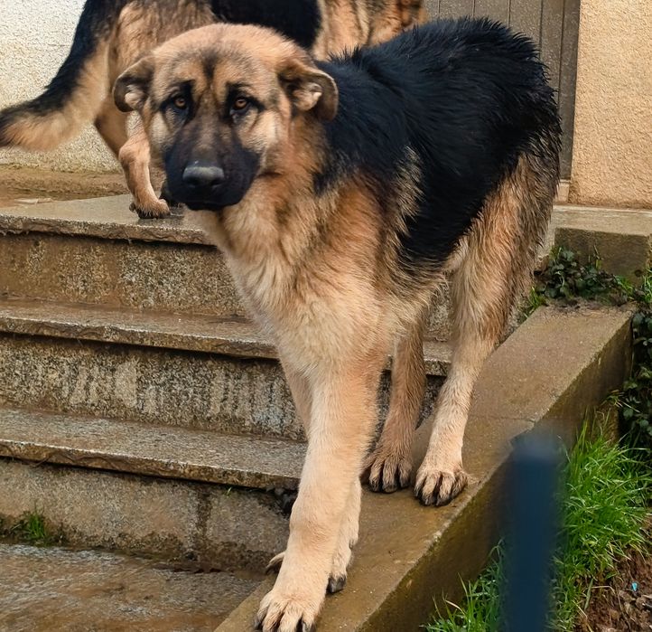 Caes para adoção Bragança