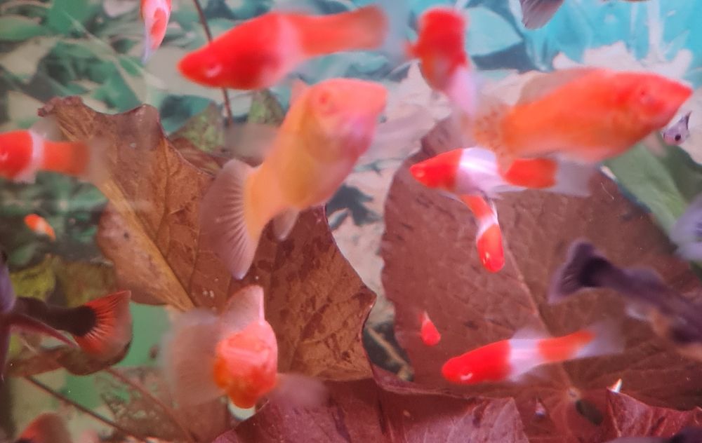 Меченосец Санта Клаус