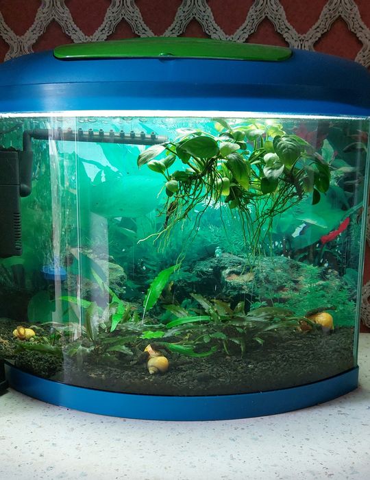 Попугай панда, Анцытрусы Рыбки Рибки