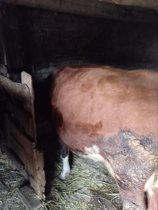 Продається тільна корова)