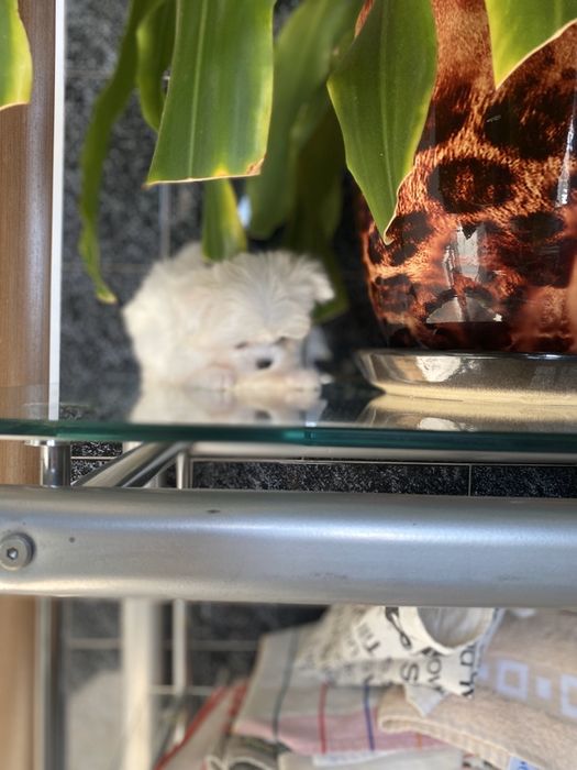 Девочки микро , мини мальтезики