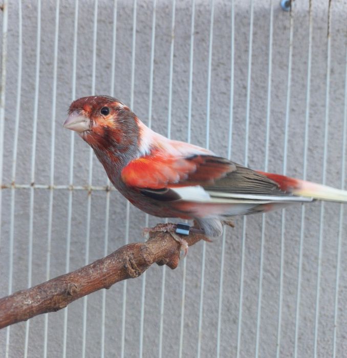 Arlequim português,Aves 2024,, só casais