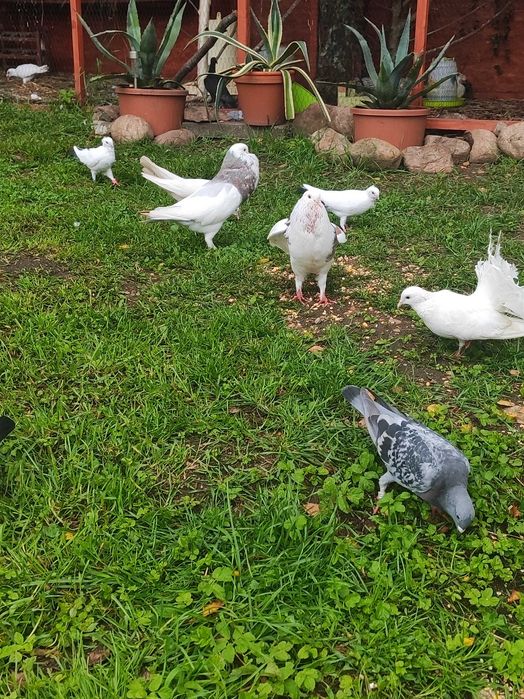 Gołębie staropolskie