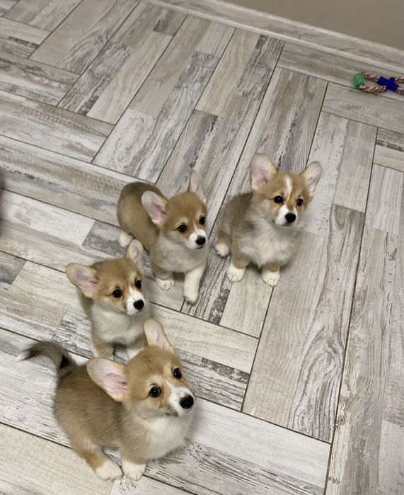 Вельш корг, малята