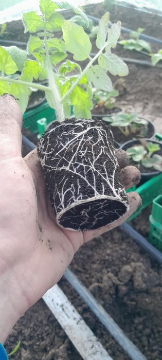 Приймаю замовлення на розсаду