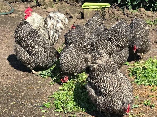 Інкубаційне яйце. Курчата, Орпінгтон лавандовий, червоний, смугастий.